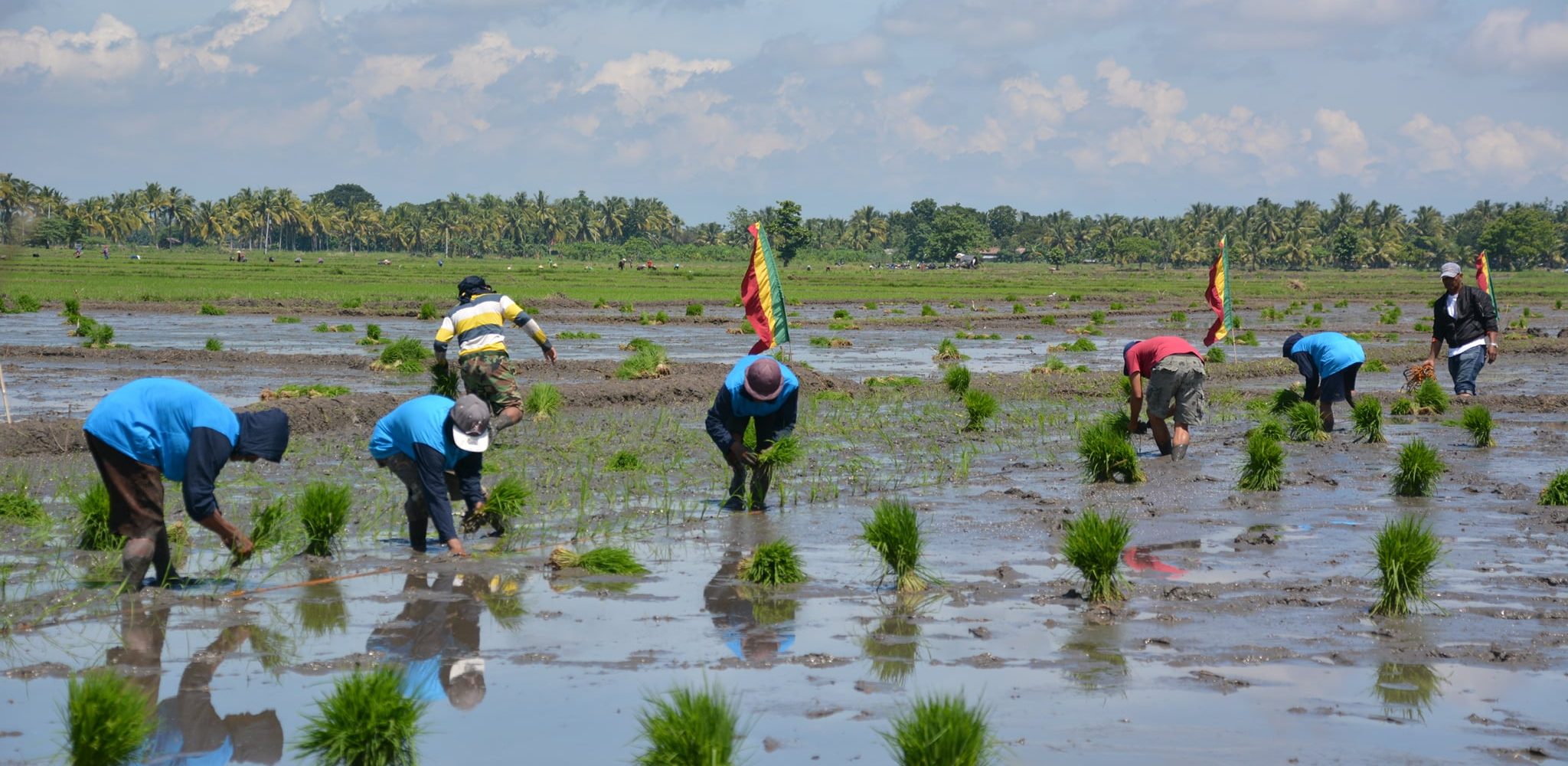 RICE PLANTING RACE IN DATU PAGLAS BRINGS JOY TO THE ...