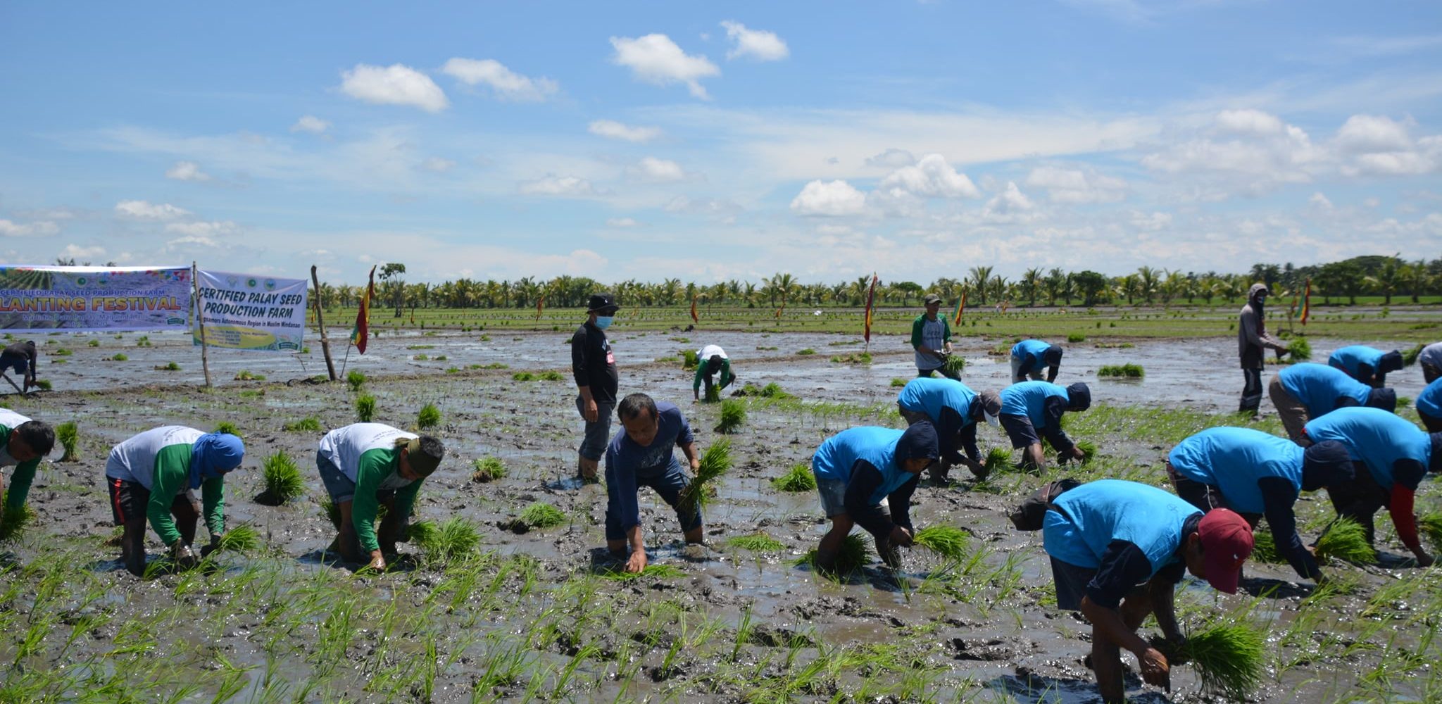 RICE PLANTING RACE IN DATU PAGLAS BRINGS JOY TO THE ...