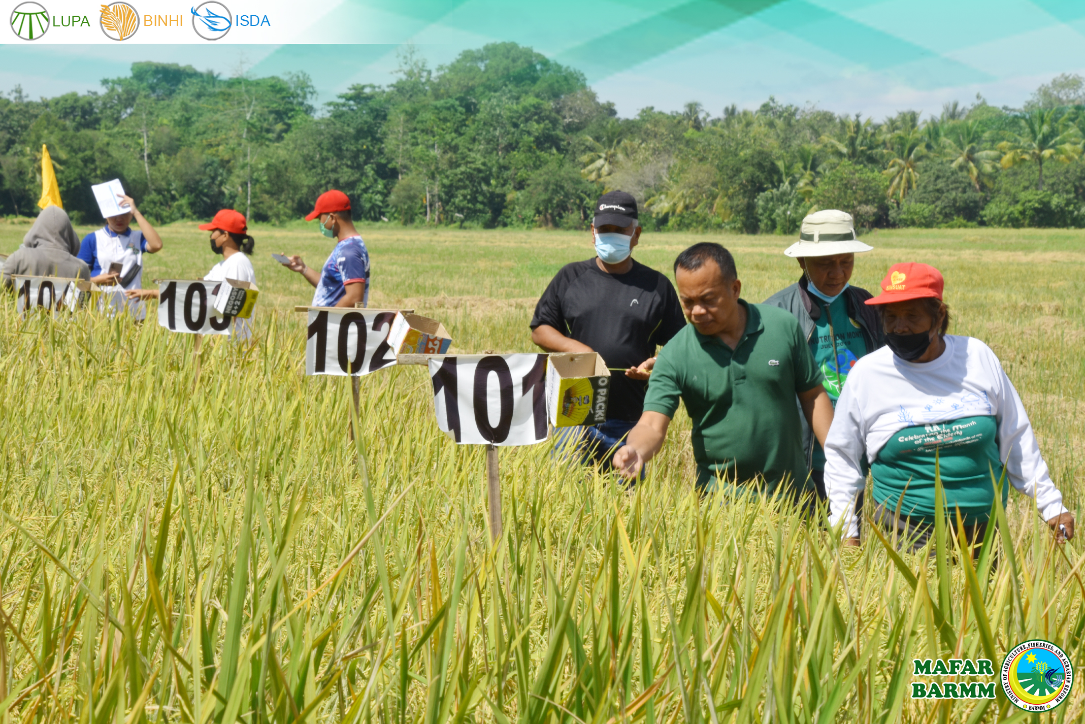 MAFAR led Farmers Field Day for Preferential Analysis of different varieties under the NEXTGEN Project
